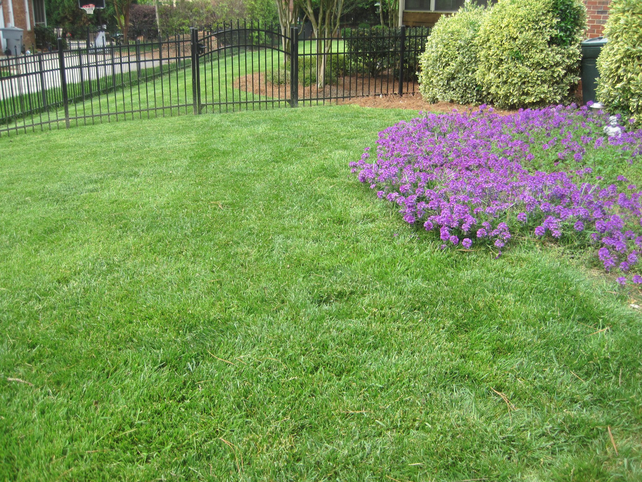 Waxhaw lawn with purple flowers
