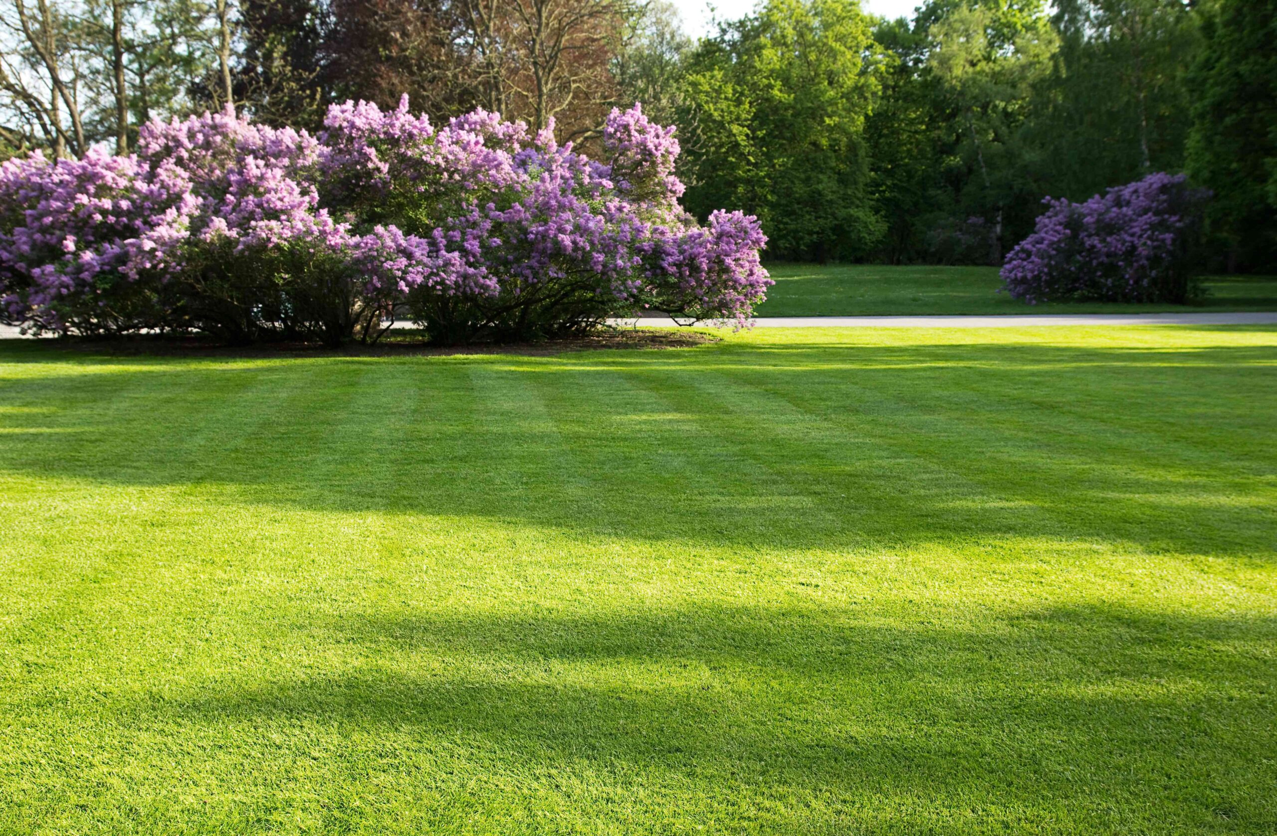 Waxhaw green lawn in the spring
